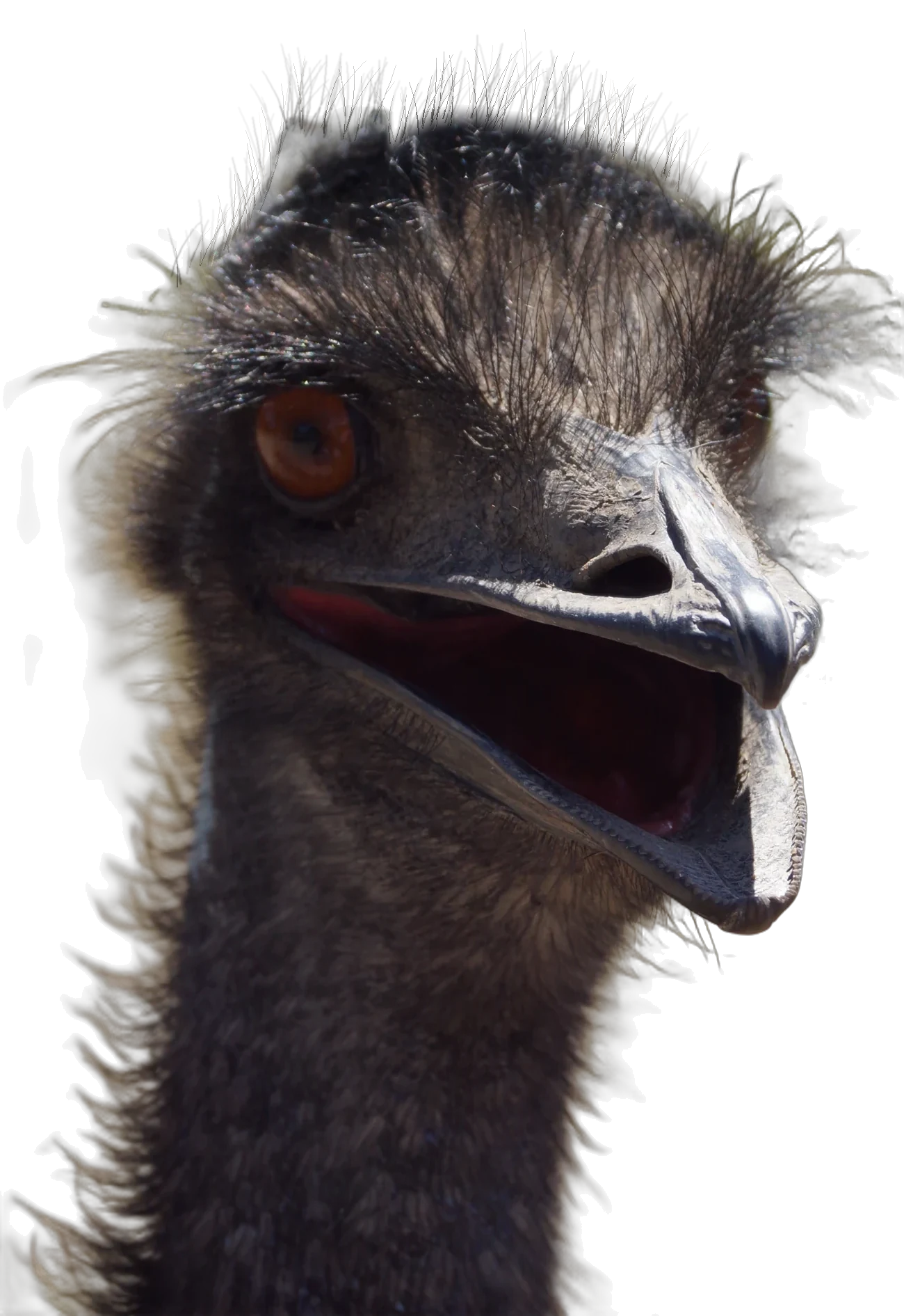 An emu that ate this page and regrets nothing