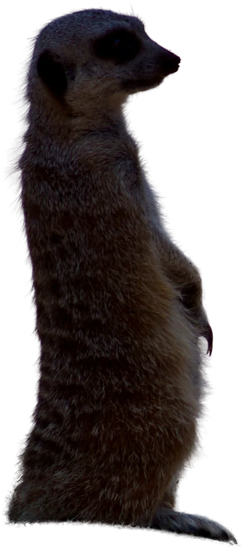 Kevin, Head of Security, who saw nothing